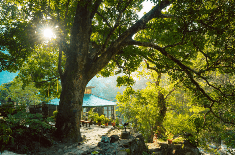 Can 7 Day Yoga Retreat in Rishikesh Bring Back the You You Miss?